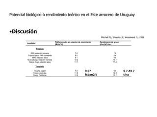 Aspectos de eco-fisiologia en el cultivo de arroz en Uruguay
