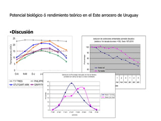 Aspectos de eco-fisiologia en el cultivo de arroz en Uruguay