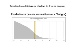 Aspectos de eco-fisiologia en el cultivo de arroz en Uruguay