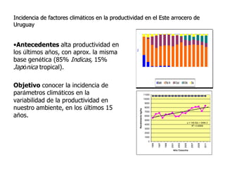 Aspectos de eco-fisiologia en el cultivo de arroz en Uruguay