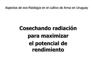 Aspectos de eco-fisiologia en el cultivo de arroz en Uruguay