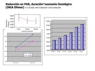 Aspectos de eco-fisiologia en el cultivo de arroz en Uruguay