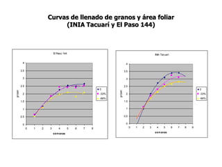 Aspectos de eco-fisiologia en el cultivo de arroz en Uruguay