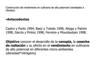 Aspectos de eco-fisiologia en el cultivo de arroz en Uruguay