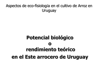 Aspectos de eco-fisiologia en el cultivo de arroz en Uruguay