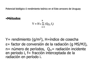 Aspectos de eco-fisiologia en el cultivo de arroz en Uruguay