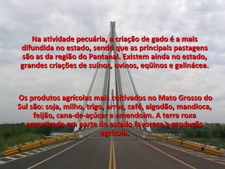 Na atividade pecuária, a criação de gado é a mais difundida no estado, sendo que as principais pastagens são as da região do Pantanal. Existem ainda no estado, grandes criações de suínos, ovinos, eqüinos e galinácea. Os produtos agrícolas mais cultivados no Mato Grosso do Sul são: soja, milho, trigo, arroz, café, algodão, mandioca, feijão, cana-de-açúcar e amendoim. A terra roxa encontrada em parte do estado favorece a produção agrícola. 