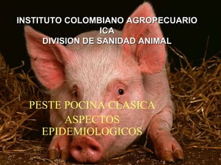 INSTITUTO COLOMBIANO AGROPECUARIO
ICA
DIVISION DE SANIDAD ANIMAL
PESTE POCINA CLASICA
ASPECTOS
EPIDEMIOLOGICOS
 