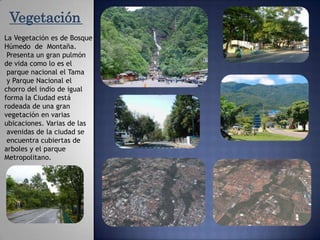 VegetaciónLa Vegetación es de Bosque Húmedo  de  Montaña. Presenta un gran pulmón de vida como lo es elparque nacional el Tamay Parque Nacional el chorro del indio de igual forma la Ciudad está rodeada de una gran vegetación en varias ubicaciones. Varias de lasavenidas de la ciudad seencuentra cubiertas de arboles y el parque Metropolitano.