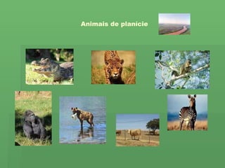 Animais de planície 