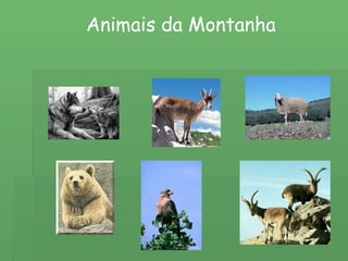 Animais da Montanha 