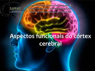 Aspectos funcionais do córtex
cerebral
 