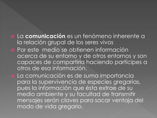  La comunicación es un fenómeno inherente a
la relación grupal de los seres vivos
 Por este medio se obtienen información
acerca de su entorno y de otros entornos y son
capaces de compartirla haciendo partícipes a
otros de esa información.
 La comunicación es de suma importancia
para la supervivencia de especies gregarias,
pues la información que ésta extrae de su
medio ambiente y su facultad de transmitir
mensajes serán claves para sacar ventaja del
modo de vida gregario.
 