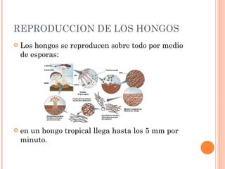 REPRODUCCION DE LOS HONGOS Los hongos se reproducen sobre todo por medio de esporas: en un hongo tropical llega hasta los 5 mm por minuto. 