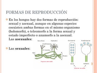 FORMAS DE REPRODUCCIÓN En los hongos hay dos formas de reproducción: sexual y asexual, aunque en algunas especies coexisten ambas formas en el mismo organismo (holomorfo), o teleomorfo a la forma sexual y estado imperfecto o anamorfo a la asexual. Las  asexuales : Las  sexuales : 
