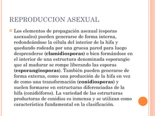REPRODUCCION ASEXUAL Los elementos de propagación asexual (esporas asexuales) pueden generarse de forma interna, redondeándose la célula del interior de la hifa y quedando rodeada por una gruesa pared para luego desprenderse ( clamidiosporas ) o bien formándose en el interior de una estructura denominada esporangio que al madurar se rompe liberando las esporas ( esporangiosporas ). También pueden generarse de forma externa, como una producción de la hifa en vez de como una transformación ( conidiosporas ) y suelen formarse en estructuras diferenciadas de la hifa (conidióforos). La variedad de las estructuras productoras de conidios es inmensa y se utilizan como característica fundamental en la clasificación. 