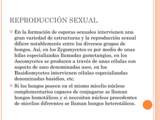 REPRODUCCIÓN SEXUAL En la formación de esporas sexuales intervienen una gran variedad de estructuras y la reproducción sexual difiere notablemente entre los diversos grupos de hongos. Así, en los Zygomycetes es por medio de unas hifas especializadas llamadas gametangios, en los Ascomycetes se producen a través de unas células con aspecto de saco denominadas asco, en los Basidiomycetes intervienen células especializadas denominadas basidios, etc. Si los hongos poseen en el mismo micelio núcleos complementarios capaces de conjugarse se llaman hongos homotálicos y si necesitan núcleos procedentes de micelios diferentes se llaman hongos heterotálicos. 