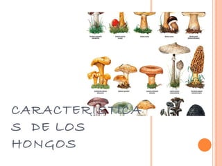 CARACTERISTICAS  DE LOS HONGOS  