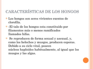CARACTERÍSTICAS DE LOS HONGOS Los hongos son seres vivientes exentos de clorofila. -El talo de los hongos esta constituido por filamentos más o menos ramificados llamados hifas.   Se reproducen de forma sexual y asexual, y, como los helechos y musgos, producen esporas. Debido a su ciclo vital, poseen núcleos haploides habitualmente, al igual que los musgos y las algas. 