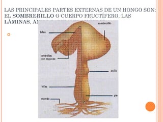 LAS PRINCIPALES PARTES EXTERNAS DE UN HONGO SON: EL  SOMBRERILLO  O CUERPO FRUCTÍFERO, LAS  LÁMINAS ,  ANILLO ,  PIE  Y EL  MICELIO . 