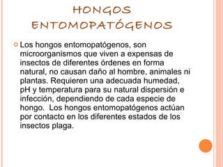 HONGOS ENTOMOPATÓGENOS Los hongos entomopatógenos, son microorganismos que viven a expensas de insectos de diferentes órdenes en forma natural, no causan daño al hombre, animales ni plantas. Requieren una adecuada humedad, pH y temperatura para su natural dispersión e infección, dependiendo de cada especie de hongo.  Los hongos entomopatógenos actúan por contacto en los diferentes estados de los insectos plaga. 