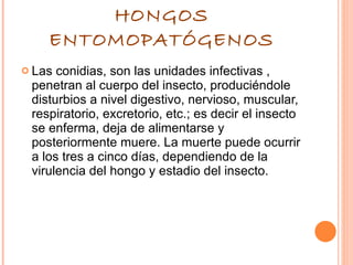 HONGOS ENTOMOPATÓGENOS Las conidias, son las unidades infectivas , penetran al cuerpo del insecto, produciéndole disturbios a nivel digestivo, nervioso, muscular, respiratorio, excretorio, etc.; es decir el insecto se enferma, deja de alimentarse y posteriormente muere. La muerte puede ocurrir a los tres a cinco días, dependiendo de la virulencia del hongo y estadio del insecto. 