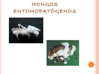 HONGOS ENTOMOPATÓGENOS 
