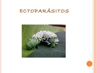 ECTOPARÁSITOS 