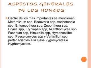 ASPECTOS GENERALES  DE LOS HONGOS Dentro de los mas importantes se mencionan: Metarhizium spp, Beauveria spp, Aschersonia spp, Entomopthora spp, Zoophthora spp, Erynia spp, Eryniopsis spp, Akanthomyces spp, Fusarium spp, Hirsutella spp, Hymenostilbe spp, Paecelomyces spp y Verticilliun spp, pertenecientes a la clase Zygomycetes e Hyphomycetes. 