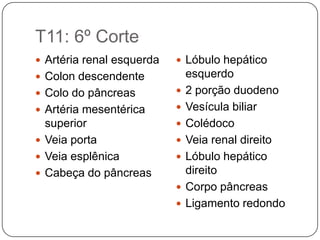 T9: 3º CorteT9: 3º Corte