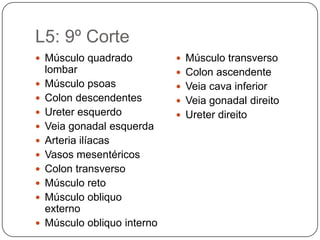 T11: 6º CorteT11: 6º Corte