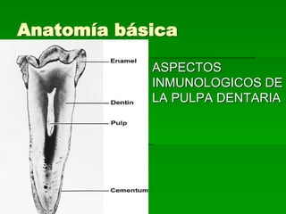 Anatomía básica
 ASPECTOS
INMUNOLOGICOS DE
LA PULPA DENTARIA
 