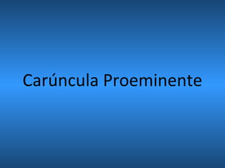 Carúncula Proeminente
 