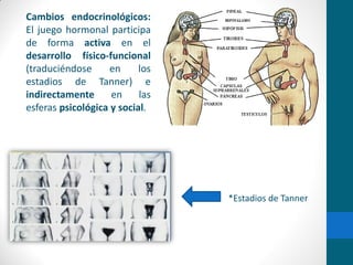 Cambios endocrinológicos:
El juego hormonal participa
de forma activa en el
desarrollo físico-funcional
(traduciéndose en los
estadios de Tanner) e
indirectamente en las
esferas psicológica y social.
*Estadios de Tanner
 