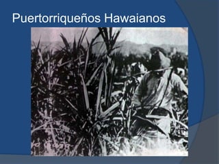 Puertorriqueños Hawaianos
 