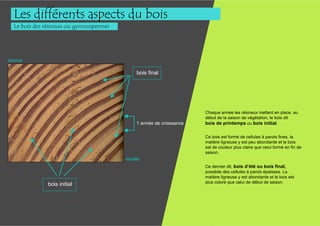 Les différents aspects du bois
  Le bois des résineux ou gymnospermes




écorce

                                             bois final




                                                                     Chaque année les résineux mettent en place, au
                                                                     début de la saison de végétation, le bois dit
                                             1 année de croissance   bois de printemps ou bois initial.

                                                                     Ce bois est formé de cellules à parois fines, la
                                                                     matière ligneuse y est peu abondante et le bois
                                                                     est de couleur plus claire que celui formé en fin de
                                                                     saison.
                                         moelle
                                                                     Ce dernier dit, bois d’été ou bois final,
                                                                     possède des cellules à parois épaisses. La
                                                                     matière ligneuse y est abondante et le bois est
                                                                     plus coloré que celui de début de saison.
              bois initial
 