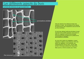 Les différents aspects du bois
Le bois des résineux ou gymnospermes




                                       ponctuations aréolées

                                                               Chez les résineux les cellules de base sont
                                                               réduites à 2 types : les trachéides et les cellules
                                                               de parenchyme mais l’essentiel du bois est formé
                                                               par des trachéides.


                                                               Ce sont des cellules fusiformes fermées à lumen
                                                               important dont la faible épaisseur des parois en
                                                               début de végétation permet des échanges
                                                               transmembranaires facilités par la présence de
                                                               ponctuations aréolées.

                                                               Au cours de la saison de végétation, la paroi
                                                               s’épaissit, la taille du lumen diminue. En fin de
                                                               saison de végétation, ces trachéides, par
                                                               l’épaississement de leur paroi, verront cette
                                                               fonction d’échange pratiquement disparaître.
                                                               Elles auront un rôle de soutien pour l’arbre.




Plan transversal
 
