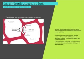 Les différents aspects du bois
Le bois des résineux ou gymnospermes




  Trachéides et leur ponctuation dans le plan transversal


      Trachéide 1




             Ouverture de la                                La coupe transversale montre l’aréole où se font,
                               Torus   Limite de la
             ponctuation                                    de façon préférentielle, les échanges membranaires
                                       ponctuation
                                                            entre 2 trachéides.


                                                            Ces échanges ont lieu dans la région appelée
                                                            « torus ». Il n’y a pas de véritable ouverture,
                                                            de véritable trou pour la circulation de la sève dans
                                         Trachéide 2
                                                            le bois des résineux.
                                                            Il est à noter que le bois, quelle que soit l’essence
                                                            considérée, résineux ou feuillus, conduit toujours la
                                                            sève ascendante.
 