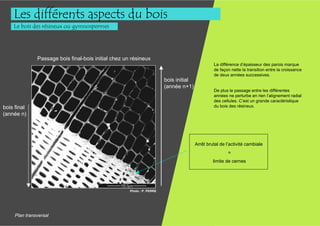 Les différents aspects du bois
    Le bois des résineux ou gymnospermes




               Passage bois final-bois initial chez un résineux
                                                                                                 La différence d’épaisseur des parois marque
                                                                                                 de façon nette la transition entre la croissance
                                                                                                 de deux années successives.
                                                                         bois initial
                                                                         (année n+1)
                                                                                                 De plus le passage entre les différentes
                                                                                                 années ne perturbe en rien l’alignement radial
                                                                                                 des cellules. C’est un grande caractéristique
bois final                                                                                       du bois des résineux.
(année n)




                                                                                        Arrêt brutal de l’activité cambiale
                                                                                                         =
                                                                                                 limite de cernes




                                                      Photo : P. PERRE




     Plan transversal
 