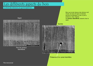 Les différents aspects du bois
 Le bois des résineux ou gymnospermes

                                                             Bien que le plan ligneux des résineux soit
                                                             simple, les bois de sapin et d’épicéa
                                                             peuvent se distinguer à l’œil nu par la
                                                             présence, chez l ’épicéa,
                    Sapin                                    de canaux résinifères, absents chez le
                                                             sapin.


                                                   Epicéa




                   Pas de canaux
                     résinifères



                                        Présence d’un canal résinifère


Plan transversal
 