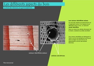 Les différents aspects du bois
 Le bois des résineux ou gymnospermes




                                                                                   Les canaux résinifères axiaux
                                                                                   Ce sont des cellules de parenchyme qui
                                                                                   s’organisent autour d’un espace et qui
                                                                                   délimitent ainsi un trou, un canal dit
                                                                                   canal résinifère.
                                                                                   Dans ce canal, les cellules déversent de
                                                                                   la résine, substance qu’elles secrètent.



                                                                                   Ces canaux résinifères se distinguent à
                                                                                   l’œil nu car ils ont tendance à se trouver
                                                                                   dans la région du bois final où ils
                                                                                   apparaissent comme des taches
                                                                                   blanches.




                                canaux résinifères axiaux
                                                            cellules sécrétrices



Plan transversal
 