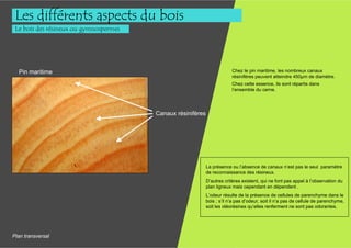 Les différents aspects du bois
 Le bois des résineux ou gymnospermes




  Pin maritime                                                            Chez le pin maritime, les nombreux canaux
                                                                          résinifères peuvent atteindre 450µm de diamètre.
                                                                          Chez cette essence, ils sont répartis dans
                                                                          l’ensemble du cerne.




                                        Canaux résinifères




                                                             La présence ou l’absence de canaux n’est pas le seul paramètre
                                                             de reconnaissance des résineux.
                                                             D’autres critères existent, qui ne font pas appel à l’observation du
                                                             plan ligneux mais cependant en dépendent .
                                                             L’odeur résulte de la présence de cellules de parenchyme dans le
                                                             bois ; s’il n’a pas d’odeur, soit il n’a pas de cellule de parenchyme,
                                                             soit les oléorésines qu’elles renferment ne sont pas odorantes.




Plan transversal
 