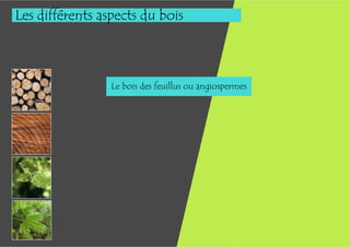 Les différents aspects du bois



                 Le bois des feuillus ou angiospermes
 