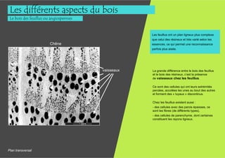 Les différents aspects du bois
 Le bois des feuillus ou angiospermes


                                                    Les feuillus ont un plan ligneux plus complexe
                                                    que celui des résineux et très varié selon les
                        Chêne                       essences, ce qui permet une reconnaissance
                                                    parfois plus aisée.




                                        vaisseaux   La grande différence entre le bois des feuillus
                                                    et le bois des résineux, c’est la présence
                                                    de vaisseaux chez les feuillus.

                                                    Ce sont des cellules qui ont leurs extrémités
                                                    percées, accolées les unes au bout des autres
                                                    et forment des « tuyaux » discontinus.

                                                    Chez les feuillus existent aussi :
                                                    - des cellules avec des parois épaisses, ce
                                                    sont les fibres (de différents types),
                                                    - des cellules de parenchyme, dont certaines
                                                    constituent les rayons ligneux.




Plan transversal
 