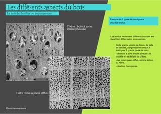 Les différents aspects du bois
 Le bois des feuillus ou angiospermes
                                                              Exemple de 2 types de plan ligneux
                                                              chez les feuillus
                                        Chêne : bois à zone
                                        initiale poreuse

                                                              Les feuillus renferment différents tissus et leur
                                                              répartition diffère selon les essences.

                                                                    Cette grande variété de tissus, de taille
                                                                    de cellules, d’organisation conduit à
                                                                    distinguer 3 grands types de bois :
                                                                    - des bois à zone initiale poreuse : le
                                                                    modèle en est le bois du chêne,
                                                                    -des bois à pores diffus, comme le bois
                                                                    du hêtre,
                                                                    - des bois homogènes.




         Hêtre : bois à pores diffus




Plans transversaux
 