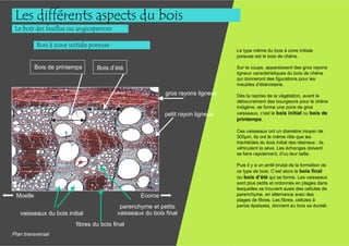 Les différents aspects du bois
 Le bois des feuillus ou angiospermes

          Bois à zone initiale poreuse
                                                                                  Le type même du bois à zone initiale
                                                                                  poreuse est le bois de chêne.

          Bois de printemps      Bois d’été                                       Sur la coupe, apparaissent des gros rayons
                                                                                  ligneux caractéristiques du bois de chêne
                                                                                  qui donneront des figurations pour les
                                                                                  meubles d’ébénisterie.
                                                            gros rayons ligneux   Dès la reprise de la végétation, avant le
                                                                                  débourrement des bourgeons pour le chêne
                                                                                  indigène, se forme une zone de gros
                                                            petit rayon ligneux   vaisseaux, c’est le bois initial ou bois de
                                                                                  printemps.

                                                                                  Ces vaisseaux ont un diamètre moyen de
                                                                                  300µm. Ils ont le même rôle que les
                                                                                  trachéïdes du bois initial des résineux : ils
                                                                                  véhiculent la sève. Les échanges doivent
                                                                                  se faire rapidement, d’ou leur taille.

                                                                                  Puis il y a un arrêt brutal de la formation de
                                                                                  ce type de bois. C’est alors le bois final
                                                                                  ou bois d’été qui se forme. Les vaisseaux
                                                                                  sont plus petits et ordonnés en plages dans
                                                                                  lesquelles se trouvent aussi des cellules de
 Moelle                                           Ecorce                          parenchyme, en alternance avec des
                                                                                  plages de fibres. Les fibres, cellules à
                                           parenchyme et petits                   parois épaisses, donnent au bois sa dureté.
   vaisseaux du bois initial              vaisseaux du bois final
                         fibres du bois final
Plan transversal
 