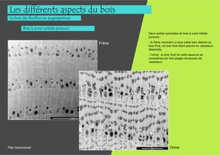 Les différents aspects du bois
 Le bois des feuillus ou angiospermes

          Bois à zone initiale poreuse
                                                 Deux autres exemples de bois à zone initiale
                                                 poreuse :

                                         Frêne   - le frêne montrant un bois initial bien distinct du
                                                 bois final, ce bois final étant pauvre en vaisseaux
                                                 dispersés,
                                                 - l’orme : le bois final de cette essence se
                                                 caractérise par des plages sinueuses de
                                                 vaisseaux.




Plan transversal                                                  Orme
 