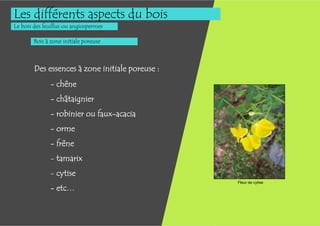 Les différents aspects du bois
Le bois des feuillus ou angiospermes

        Bois à zone initiale poreuse



        Des essences à zone initiale poreuse :
              - chêne
              - châtaignier
              - robinier ou faux-acacia
              - orme
              - frêne
              - tamarix
              - cytise
                                                 Fleur de cytise
              - etc…
 