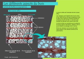 Les différents aspects du bois
Le bois des feuillus ou angiospermes

        Bois à pores diffus
                                                                          Le bois du hêtre est l’exemple de bois à pores
                                                                          diffus.
    Moelle                  Hêtre              Ecorce
                                                                          Les vaisseaux sont répartis dans tout le cerne
                                                                          et leur taille diminue de façon progressive entre
                                                              vaisseaux   le début de la reprise de l’activité cambiale au
                                                                          printemps et la fin de l’été. Il n’est donc pas
                                                                          possible de délimiter bois initial et bois final.
                                                                          Le bois de hêtre se caractérise par la présence
                                                                          de rayons ligneux abondants, visibles à l’œil nu
                                                                          qui se dilatent au passage entre 2 cernes.
                                                         rayons ligneux
                                                                          Entre ces vaisseaux se trouvent des petits
                                                                          rayons ligneux, des cellules de fibres et de
                                                                          parenchyme.




  Début de l’activité de la         Fin de l’activité de la
        végétation                       végétation


 Coupe : plan transversal
 