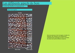 Les différents aspects du bois
Le bois des feuillus ou angiospermes

        Bois homogène

                         Erable




                                                      Dans les essences à bois homogène, la taille et la
                                                      répartition des vaisseaux sont pratiquement
                                                      constantes dans l’ensemble du cerne. Les limites
                                                      de cernes sont parfois difficiles à observer.




                    Bois final         Bois initial
 